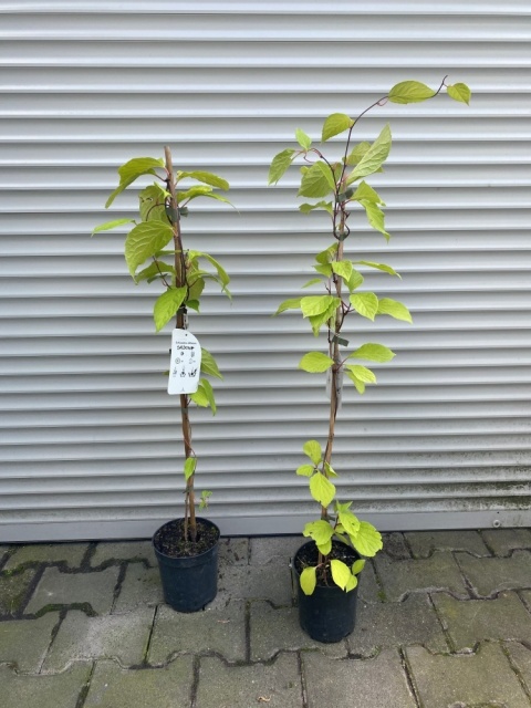 Cytryniec chiński 'Sadowa'