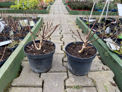 Hortensja bukietowa Petite Flori