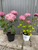 Hortensja krzewiasta Pink Annabelle