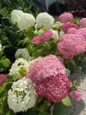 Hortensja krzewiasta Pink Annabelle