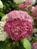 Hortensja krzewiasta Pink Annabelle