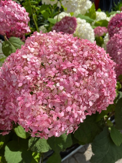 Hortensja krzewiasta Pink Annabelle