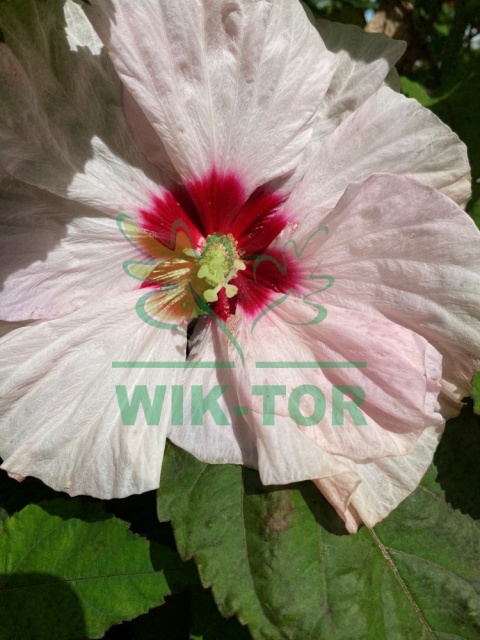 Ketmia bylinowa Hibiskus Summerific Spinderella