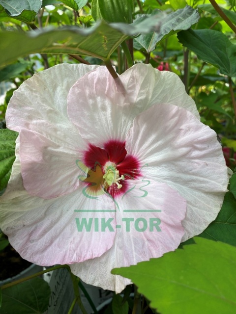 Ketmia bylinowa Hibiskus Summerific Spinderella