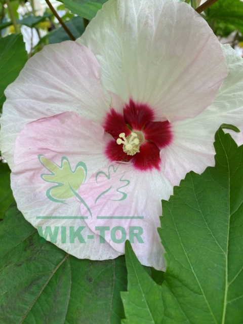 Ketmia bylinowa Hibiskus Summerific Spinderella