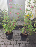Kielichowiec Raulstona 'Hartlage Wine'
