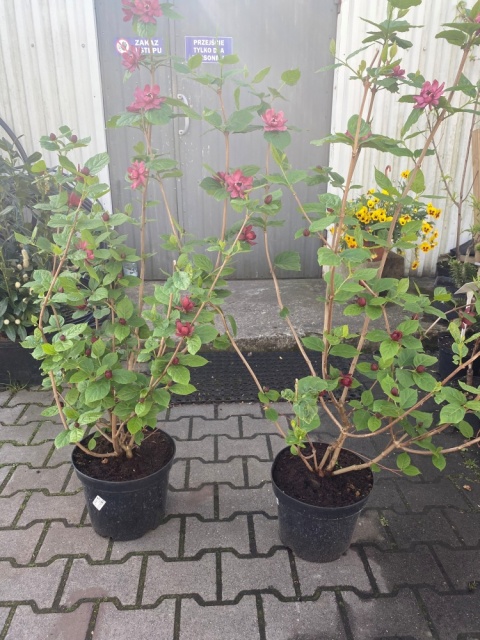Kielichowiec Raulstona 'Hartlage Wine'