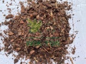 Kora sosnowa drobna 80l