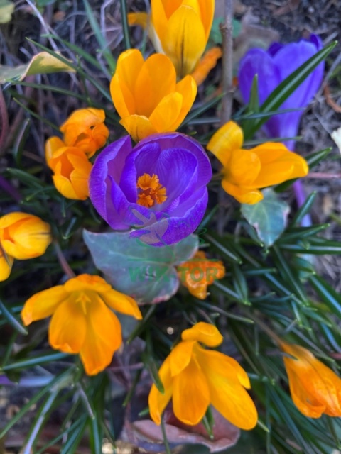 Krokus wielkokwiatowy Golden Yellow 100szt
