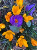 Krokus wielkokwiatowy Golden Yellow 10szt + nawóz GRATIS