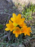 Krokus wielkokwiatowy Golden Yellow 8szt + GRATIS