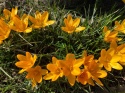 Krokus wielkokwiatowy Golden Yellow 8szt + GRATIS
