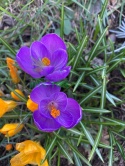 Krokus wielkokwiatowy fioletowy Flower Record 10szt + nawóz GRATIS