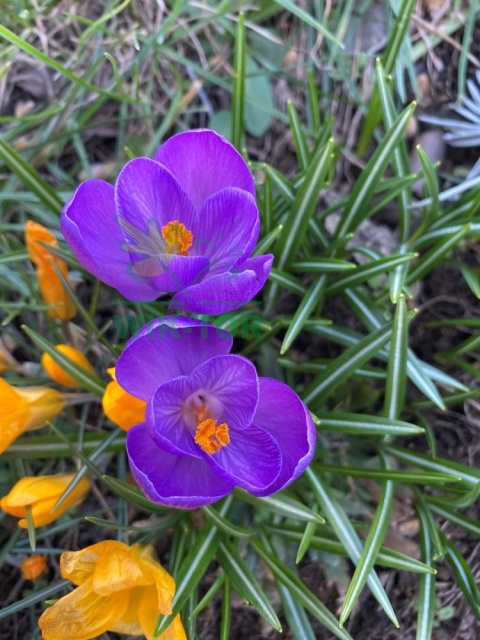 Krokus wielkokwiatowy fioletowy Flower Record 10szt + nawóz GRATIS