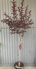 Lagerstremia indyjska 'Best Red'