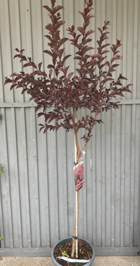Lagerstremia indyjska 'Best Red'