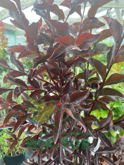 Lagerstremia indyjska 'Best Red'
