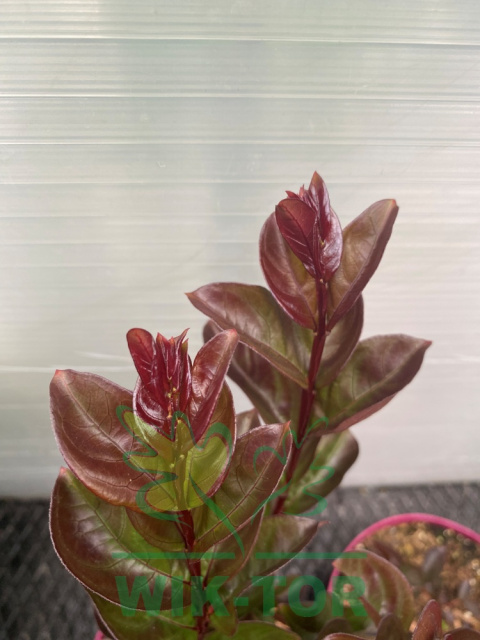 Lagerstremia indyjska 'Blush'