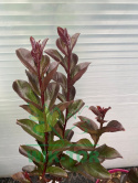 Lagerstremia indyjska 'Blush'