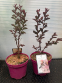Lagerstremia indyjska 'Blush'