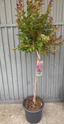Lagerstremia indyjska 'Double Feature'