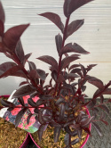Lagerstremia indyjska 'Midnight Magic'