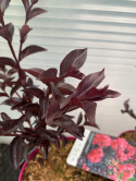 Lagerstremia indyjska 'Midnight Magic'