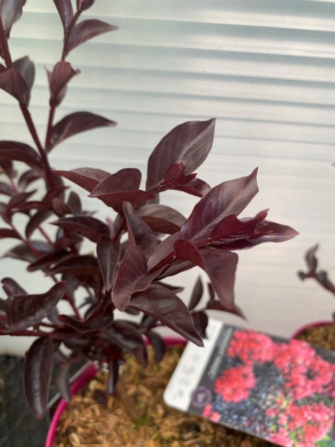 Lagerstremia indyjska 'Midnight Magic'