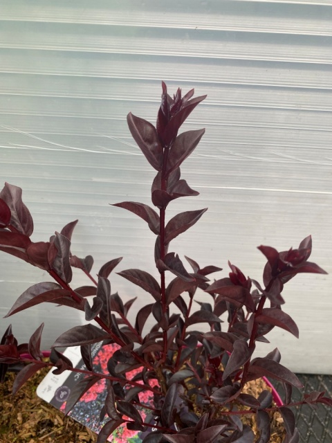 Lagerstremia indyjska 'Midnight Magic'