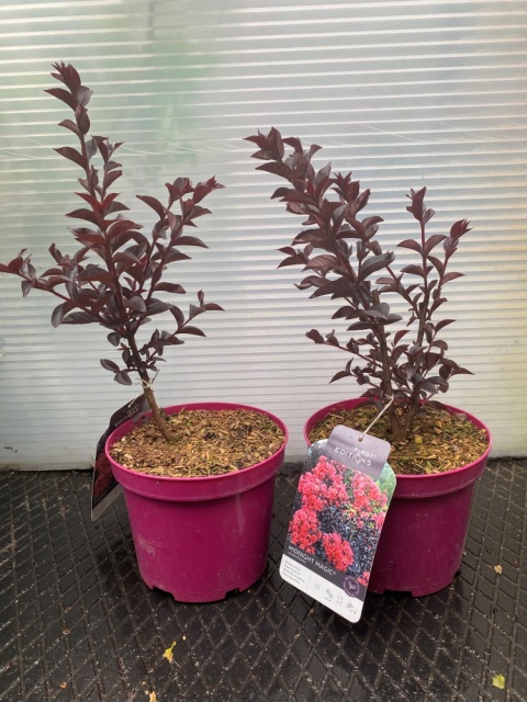 Lagerstremia indyjska 'Midnight Magic'