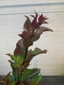 Lagerstremia indyjska 'Red Hot'