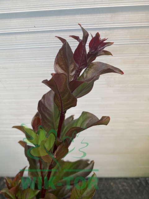 Lagerstremia indyjska 'Red Hot'