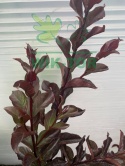 Lagerstremia indyjska 'Red Hot'