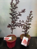 Lagerstremia indyjska 'Red Hot'