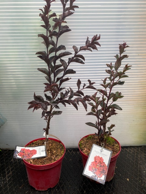 Lagerstremia indyjska 'Red Hot'