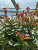 Lagerstremia indyjska 'Rhapsody in Blue'