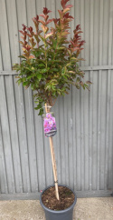 Lagerstremia indyjska 'Rhapsody in Blue'