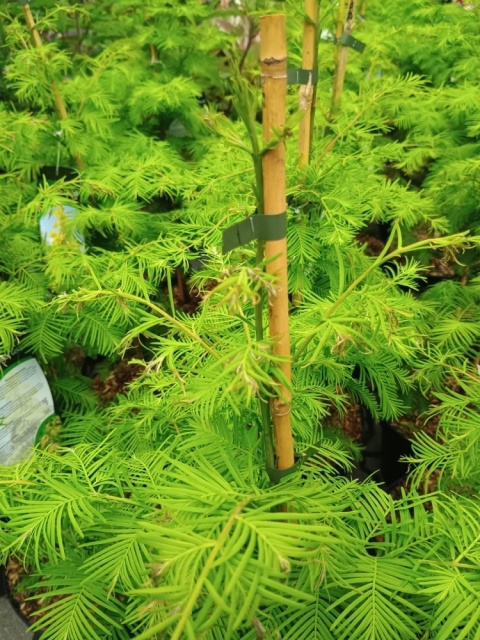 Metasekwoja chińska 'Goldrush'