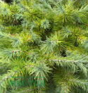 Modrzew europejski 'Pendula'