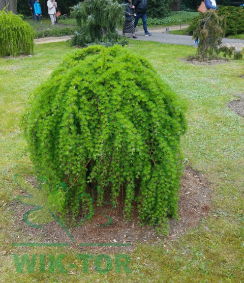 Modrzew europejski 'Pendula'