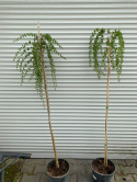 Modrzew europejski 'Pendula'