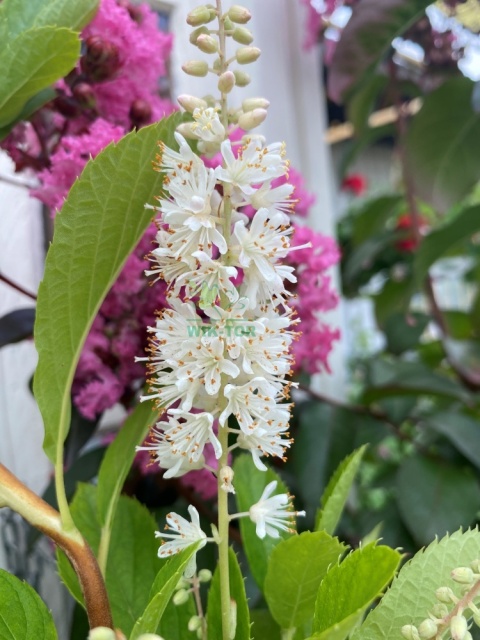 Orszelina olcholistna