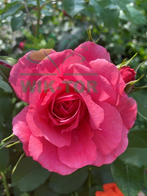 Róża pnąca Rosarium