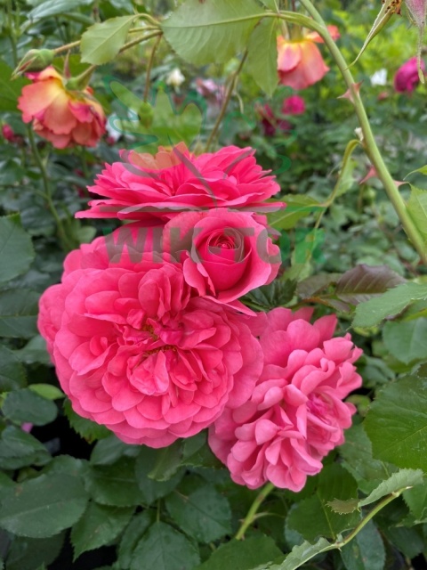 Róża pnąca Rosarium