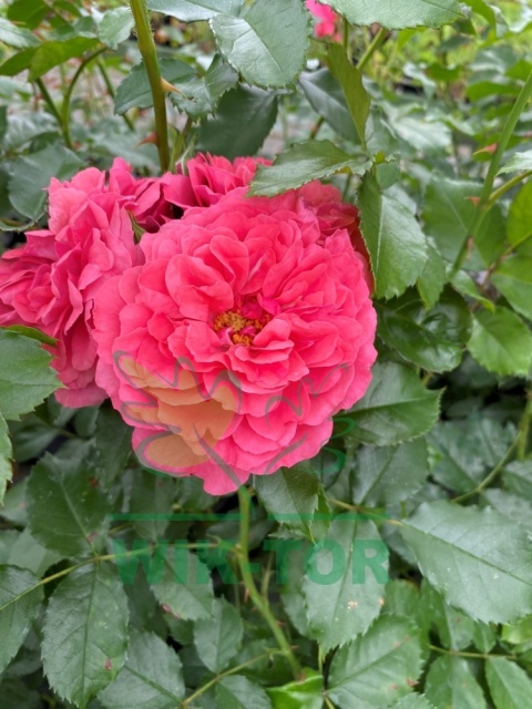 Róża pnąca Rosarium