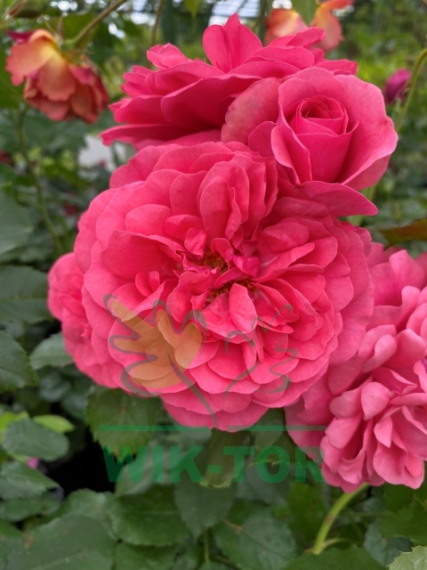 Róża pnąca Rosarium