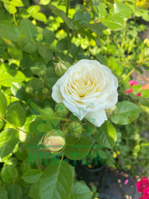 Róża wielokwiatowa Vinnis