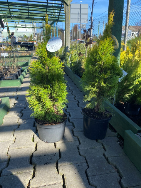 Żywotnik zachodni Golden Smaragd Thuja