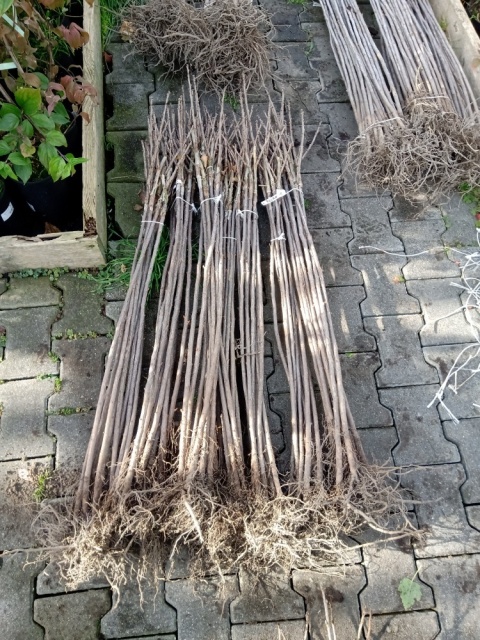 Agrest czerwony Hinnonmaki Rot pienny