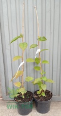 Aktinidia pstrolistna Zakarpacie